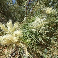 Unidentified Other Shrub at Cane, WA - 8 Sep 2024 by Paul4K