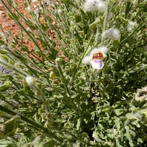 Unidentified Other Shrub at Cane, WA by Paul4K