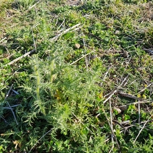 Carthamus lanatus at Isaacs, ACT - 9 Oct 2024