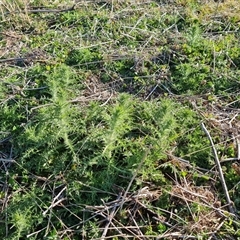 Carthamus lanatus at Isaacs, ACT - 9 Oct 2024