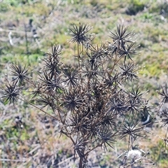 Bidens sp. (Cobbler's Pegs, Farmer's Friend) at Isaacs, ACT - 9 Oct 2024 by Mike