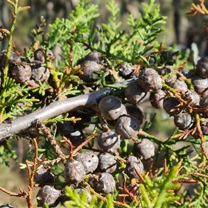 Cupressus arizonica at Isaacs, ACT - 9 Oct 2024