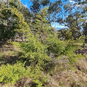 Cupressus arizonica at Isaacs, ACT - 9 Oct 2024