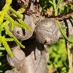 Cupressus arizonica at Isaacs, ACT - 9 Oct 2024