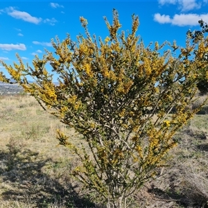 Acacia paradoxa at Isaacs, ACT - 9 Oct 2024 04:37 PM