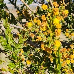 Acacia paradoxa at Isaacs, ACT - 9 Oct 2024