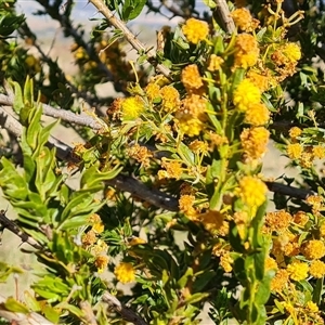 Acacia paradoxa at Isaacs, ACT - 9 Oct 2024 04:37 PM