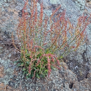 Rumex acetosella at Isaacs, ACT - 9 Oct 2024 03:34 PM