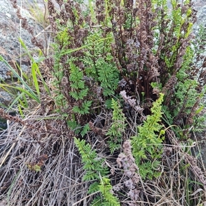 Cheilanthes sieberi at Isaacs, ACT - 9 Oct 2024