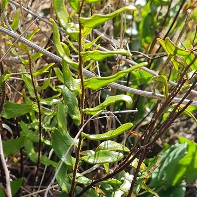 Pellaea calidirupium (Hot Rock Fern) at Isaacs, ACT - 9 Oct 2024 by Mike