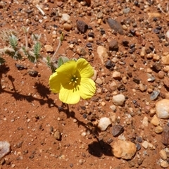 Unidentified Other Wildflower or Herb at Cane, WA - 8 Sep 2024 by Paul4K