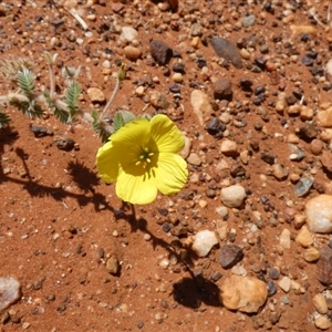 Unidentified Other Wildflower or Herb at Cane, WA by Paul4K