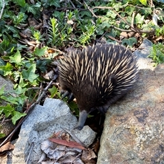 Tachyglossus aculeatus (Short-beaked Echidna) at Hughes, ACT - 9 Oct 2024 by JonSteinbeck
