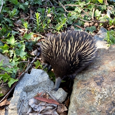 Tachyglossus aculeatus (Short-beaked Echidna) at Hughes, ACT - 9 Oct 2024 by JonSteinbeck