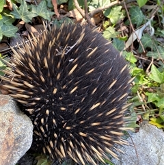 Tachyglossus aculeatus at Hughes, ACT - suppressed