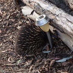 Tachyglossus aculeatus at Hughes, ACT - suppressed