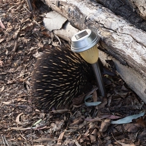 Tachyglossus aculeatus at Hughes, ACT - 9 Oct 2024