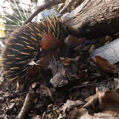 Tachyglossus aculeatus at Hughes, ACT - suppressed