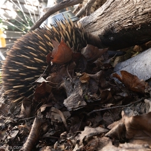 Tachyglossus aculeatus at Hughes, ACT - suppressed