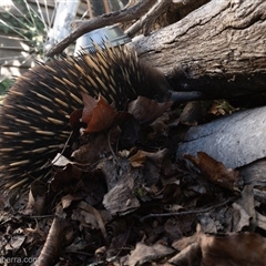 Tachyglossus aculeatus at Hughes, ACT - suppressed