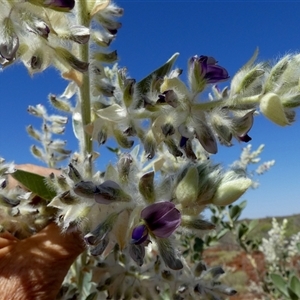 Unidentified Other Shrub at Cane, WA by Paul4K