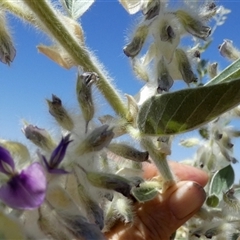 Cullen lachnostachys at Cane, WA - 8 Sep 2024 12:43 PM