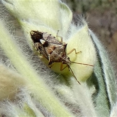 Oechalia schellenbergii (Spined Predatory Shield Bug) at Cane, WA - 8 Sep 2024 by Paul4K