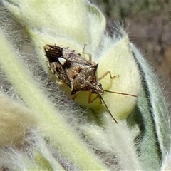 Unidentified True bug (Hemiptera, Heteroptera) at Cane, WA - 8 Sep 2024 by Paul4K