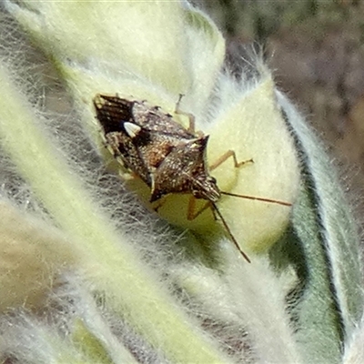 Oechalia schellenbergii (Spined Predatory Shield Bug) at Cane, WA - 8 Sep 2024 by Paul4K