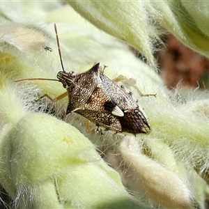 Oechalia schellenbergii at Cane, WA - 8 Sep 2024 12:44 PM