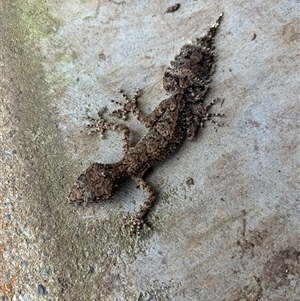 Phyllurus platurus at Lorne, NSW by Butlinz