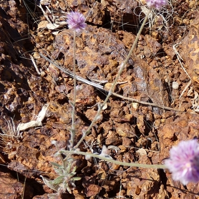 Unidentified Other Wildflower or Herb at Nanutarra, WA - 8 Sep 2024 by Paul4K