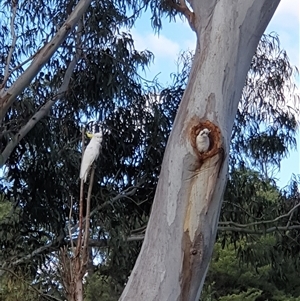 Cacatua galerita at Yarralumla, ACT - 9 Oct 2024