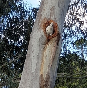 Cacatua galerita at Yarralumla, ACT - 9 Oct 2024