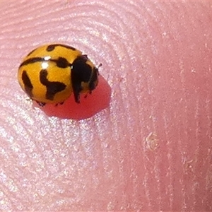 Coccinella transversalis at Nanutarra, WA - 8 Sep 2024