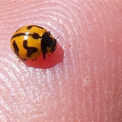 Coccinella transversalis (Transverse Ladybird) at Nanutarra, WA - 8 Sep 2024 by Paul4K