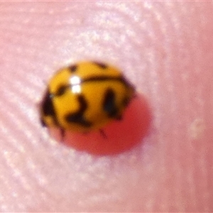 Coccinella transversalis at Nanutarra, WA - 8 Sep 2024