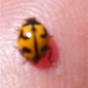 Coccinella transversalis at Nanutarra, WA - 8 Sep 2024