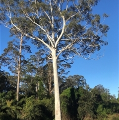 Eucalyptus maidenii (Maiden's Gum, Blue Gum) at Murrah, NSW - 9 Oct 2024 by ludomcferran