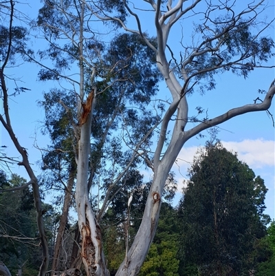 Eucalyptus globulus subsp. bicostata at Yarralumla, ACT - 9 Oct 2024 by Jeanette