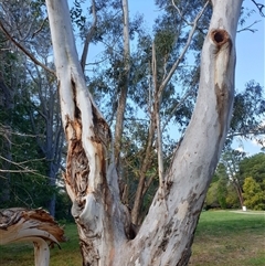 Eucalyptus mannifera at Yarralumla, ACT - 9 Oct 2024 03:23 PM