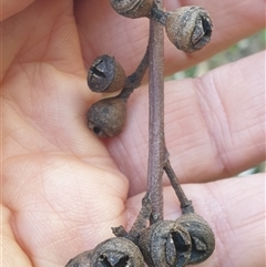 Eucalyptus mannifera at Yarralumla, ACT - 9 Oct 2024 03:23 PM