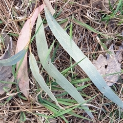 Eucalyptus mannifera at Yarralumla, ACT - 9 Oct 2024 03:23 PM