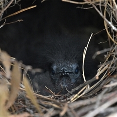 Menura novaehollandiae (Superb Lyrebird) at Patonga, NSW - 12 Aug 2024 by davidcunninghamwildlife