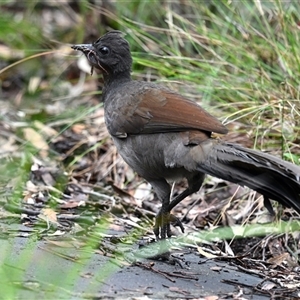 Menura novaehollandiae at Patonga, NSW - 12 Aug 2024