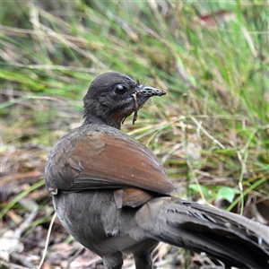 Menura novaehollandiae at Patonga, NSW - 12 Aug 2024