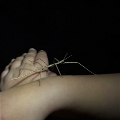 Phasmatodea (order) (Unidentified stick insect) at Ingebirah, NSW - 9 Jun 2024 by adimi