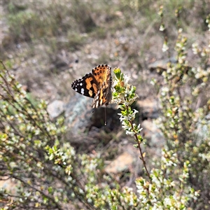 Brachyloma daphnoides at Watson, ACT - 9 Oct 2024