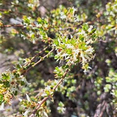 Brachyloma daphnoides at Watson, ACT - 9 Oct 2024