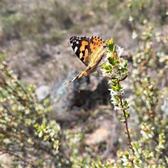 Vanessa kershawi (Australian Painted Lady) at Watson, ACT - 9 Oct 2024 by abread111